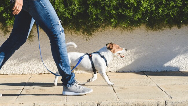 Taking the dog for a stroll around the block will benefit you both. Image: iStock