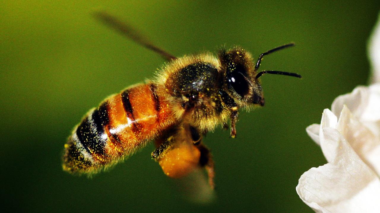 Two Goondiwindi police officers and a woman were treated for multiple bee stings yesterday.