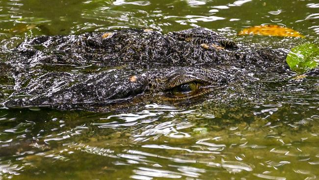 A crocodile swims in a river at the Sungei Buloh Wetlands Reserve in Singapore on January 15, 2025. (Photo by Roslan RAHMAN and ROSLAN RAHMAN / AFP)