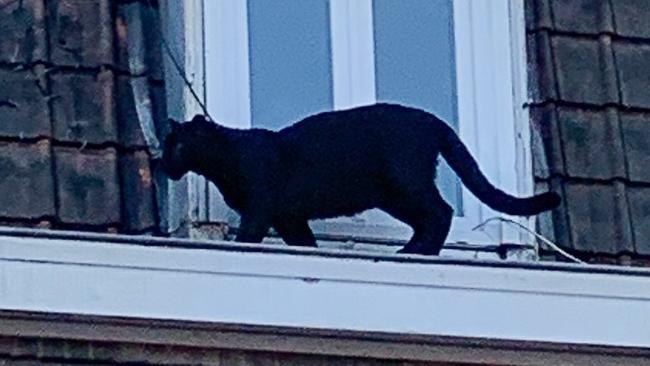 CORRECTION - A handout image made available by the Sapeurs-pompiers du Nord on September 19, 2019, shows a Black Panther walking along the roof guttering of a building in Armentières, northern France early evening on September 18, 2019. - The big cat, owned illegally by a private individual, was captured as it "wandered" on the roof of a residential building like an ordinary gutter cat, French firefighters said. (Photo by HO / Sapeurs-pompiers du Nord / AFP) / RESTRICTED TO EDITORIAL USE - MANDATORY CREDIT "AFP PHOTO /SAPEURS POMPIERS DU NORD" - NO MARKETING - NO ADVERTISING CAMPAIGNS - DISTRIBUTED AS A SERVICE TO CLIENTS  - NO ARCHIVE / “The erroneous mention[s] appearing in the metadata of this photo has been modified in AFP systems in the following manner: [Sapeurs-pompiers du Nord] instead of [Ligue Protectrice des Animaux du Nord de la France (LPA-NF] and HO instead of Cristina Devulder . Please immediately remove the erroneous mention[s] from all your online services and delete it (them) from your servers. If you have been authorized by AFP to distribute it (them) to third parties, please ensure that the same actions are carried out by them. Failure to promptly comply with these instructions will entail liability on your part for any continued or post notification usage. Therefore we thank you very much for all your attention and prompt action. We are sorry for the inconvenience this notification may cause and remain at your disposal for any further information you may require.”