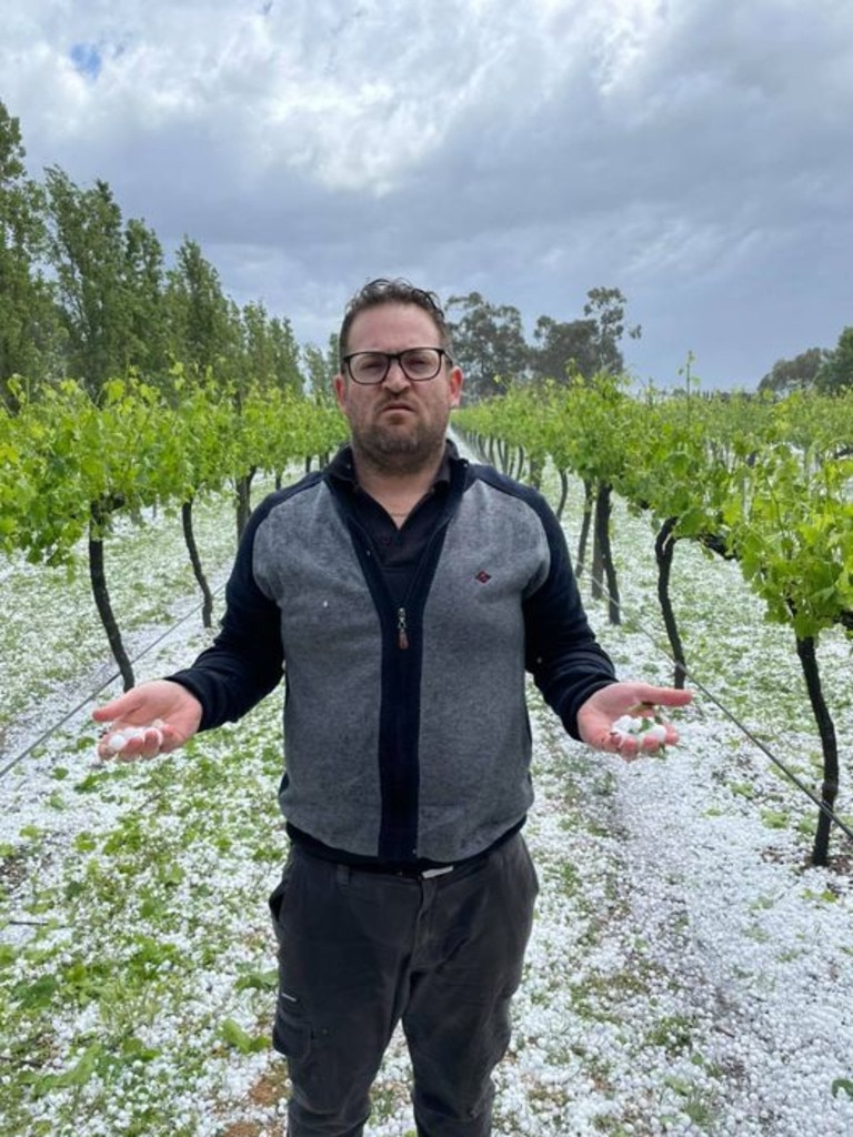 Tenafeate Creek Wines owner Michael Costa among the hail storm that ruined his crops . Picture: Tenafeate Creek Wines