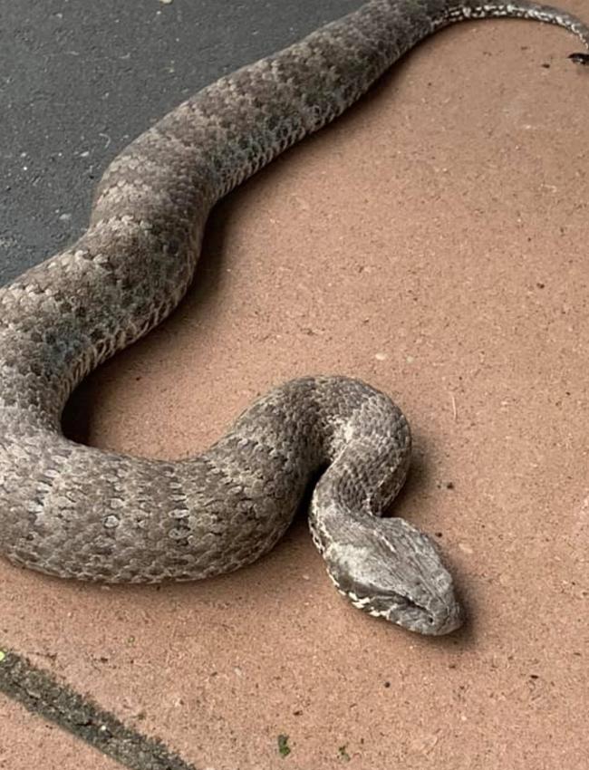 Death adder caught by Coast Snake Catchers at Umina Beach - second one in two weeks.