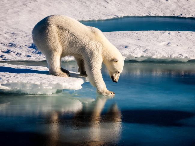 The group will have to look out for polar bears. Picture: AFP