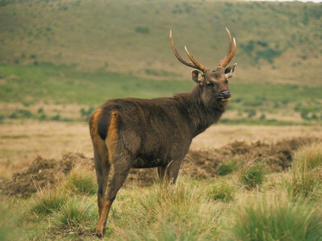 In happier climes: A Sambar deer at Horton Plains, Sri Lanka.