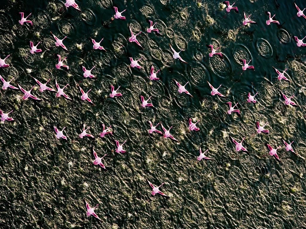 Flamingos on Lake Turkana, Kenya. Picture: Michael Poliza/Caters News