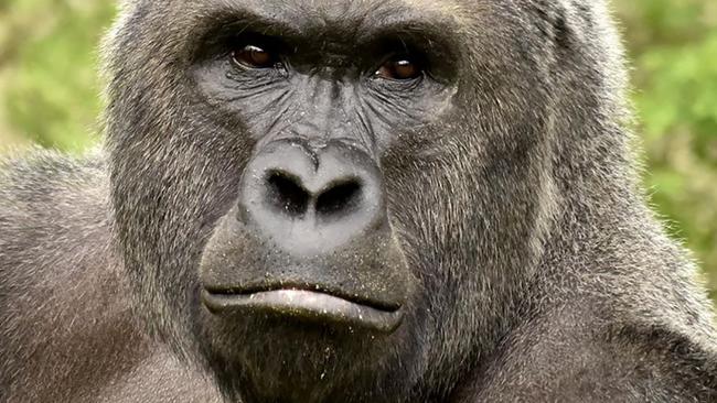 Harambe lives: Killed zoo gorilla gets a second life online - CBS News