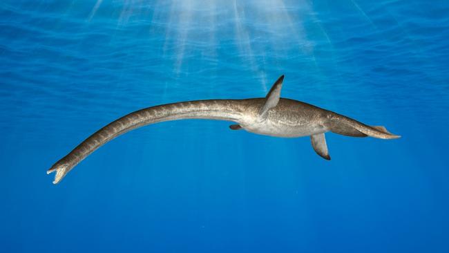 An Queensland Museum illustration of a plesiosaur. Picture: Supplied