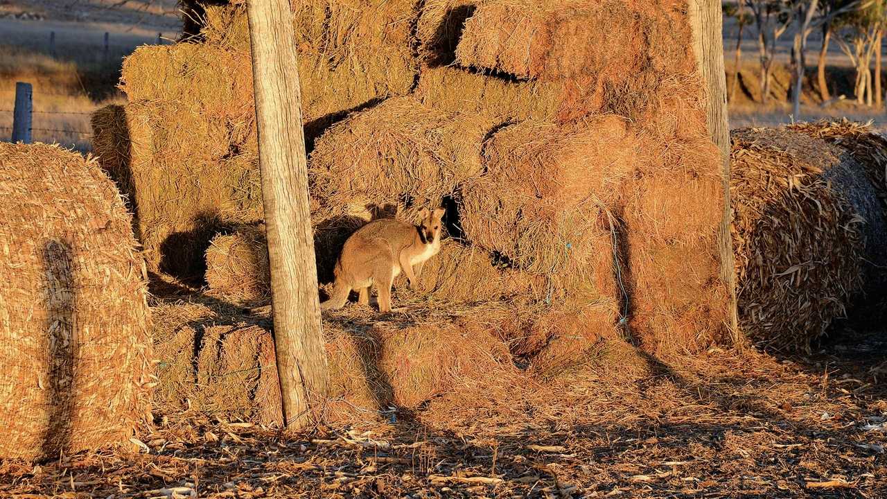 SNACKTIME: A roo has put himself on a diet of lucerne hay in a shed at Greymare. Picture: Gerard Walsh