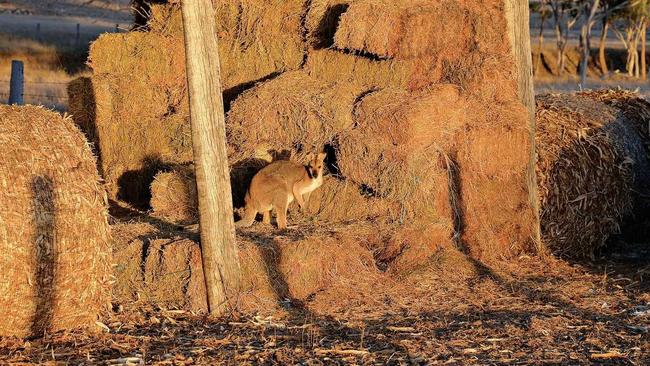 SNACKTIME: A roo has put himself on a diet of lucerne hay in a shed at Greymare. Picture: Gerard Walsh