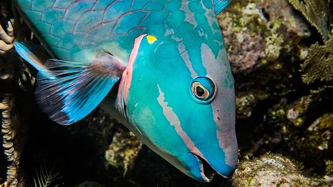Eles chamam este peixe-papagaio porque tem um "bico".  Eles perderam o ponto.  Foto: George Stoyle.
