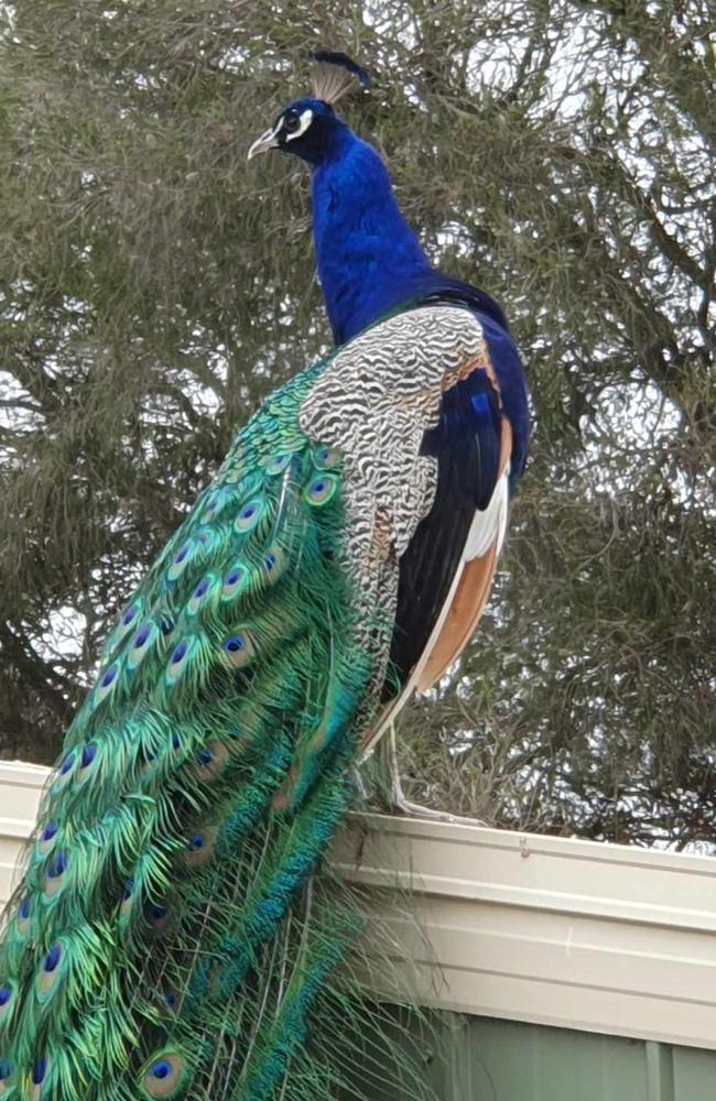 Kevin the peacock is missing from Inverleigh.