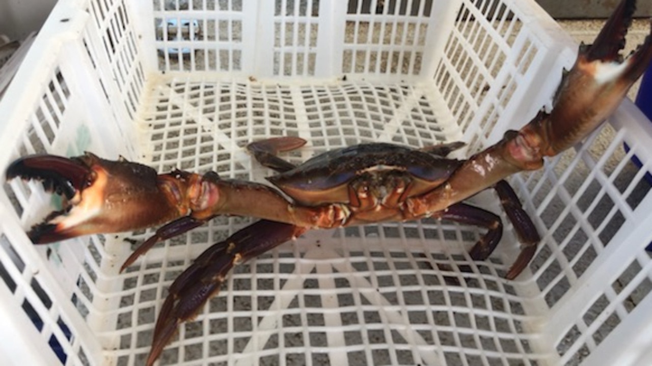 Asian Paddle Crab spotted near Outer Harbor | The Advertiser