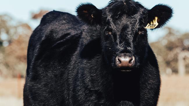 The Eastern Young Cattle Indicator continues to break records. Picture: Chloe Smith