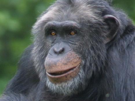 Santino the chimpanzee is seen in his enclosure at the zoo in Furuvik, Sweden (undated). A canny chimpanzee who calmly collected a stash of rocks and then hurled them at zoo visitors in fits of rage has confirmed that apes can plan ahead just like humans, a Swedish study said 09 Mar 2009. Santino the chimpanzee's anti-social behavior stunned both visitors and keepers at the Furuvik Zoo but fascinated researchers because it was so carefully prepared.