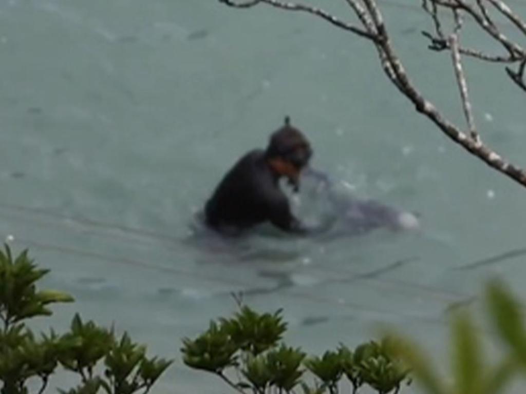 Dolphin killing in Japan resumes in Taiji hunting season | news.com.au ...