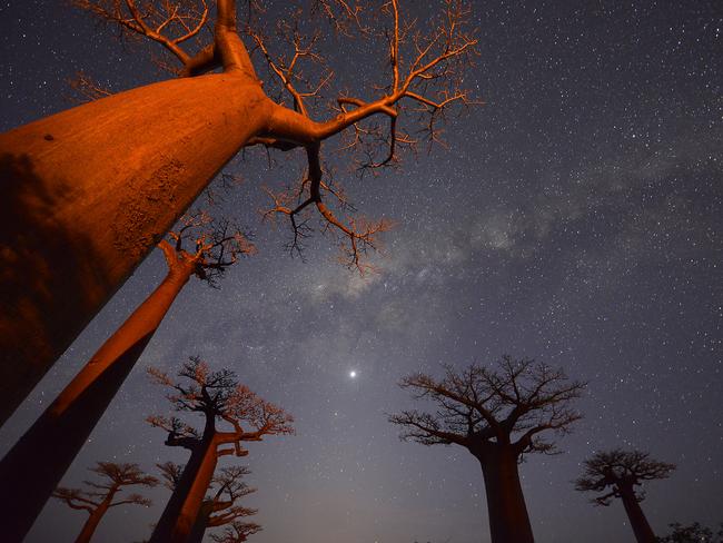 Giant Boabab trees in Madagascar. Picture: Vince Manna