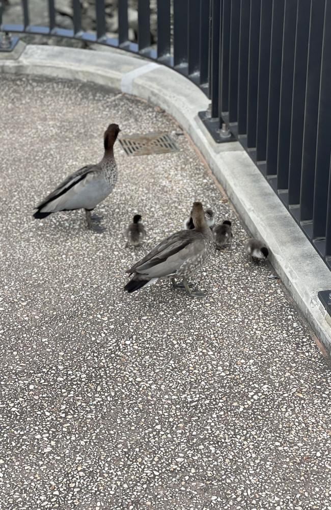 The nervous family waiting on the Kingsford Smith Drive pedestrian path before finally jumping into the river. Picture: Kayhan Tabrizi