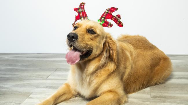 Henry the Golden Retriever is excited for Christmas, as he rocks some Christmas-themed reindeer antlers. Picture: Richard Walker