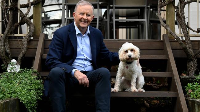 Leader of the Opposition Anthony Albanese and his dog Toto pose for a photograph at their home in Sydney. Picture: NCA NewsWire/Bianca De Marchi