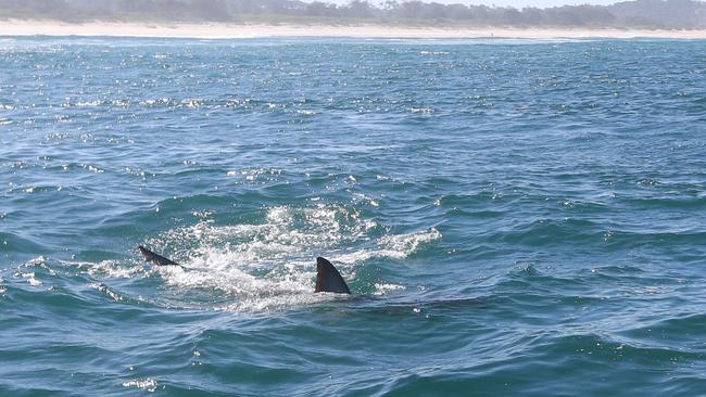 Surfing with dolphins Tallo Beach, Byron Bay.