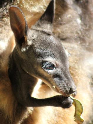 Baby Brush-tailed rock wallaby pops out for a look at Taronga Zoo ...