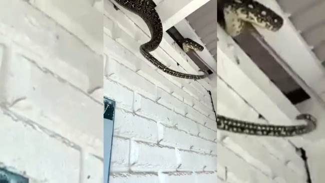 Snake catchers: Crazy places snakes were found in homes.