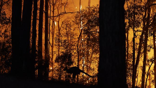 A kangaroo escapes as the fire front approaches a property in Colo Heights on Friday.