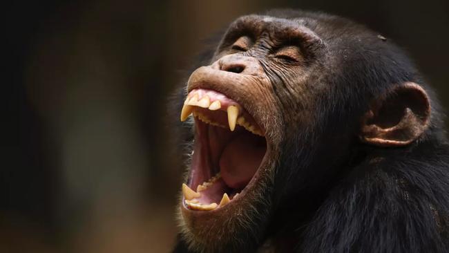 As the human population in Bossou swelled, the number of chimpanzees has dwindled to just four