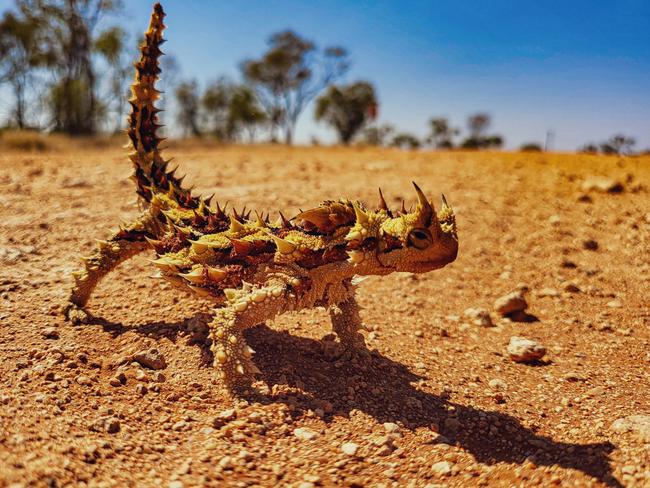 Winner of the NT News' best wildlife pic competition for 2024