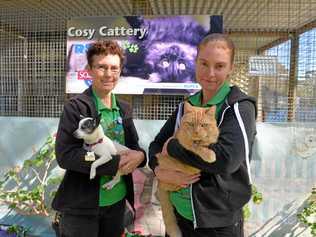 MICROCHIPPING DAY: Animal attendants Monica Atwell and Nicole Murgatroy with Louie and Kumah, at the RSPCA's Bundaberg shelter. Picture: Rhylea Millar