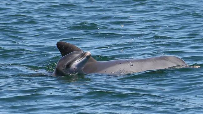 One of the new calves born in the Port River and spotted yesterday for the first time. Picture: Sharon Sharp