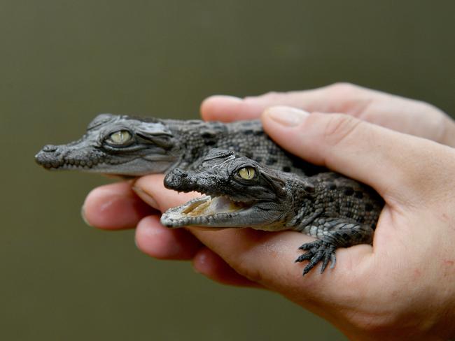 Snappy crocodile hatchlings at Billabong Sanctuary. Picture: Evan Morgan