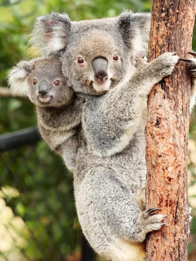 This koala joey has a good look around. Picture: Tim Hunter