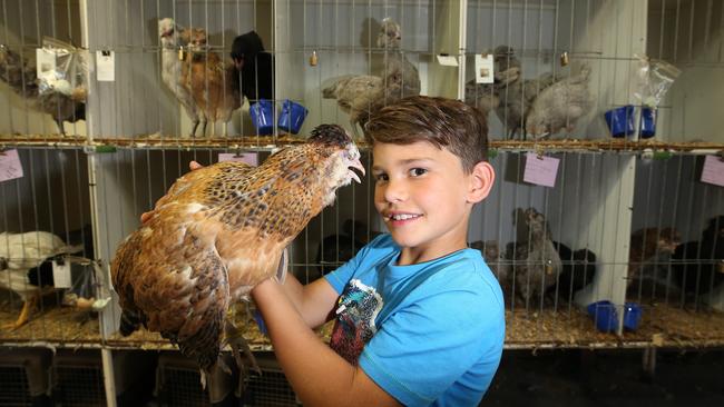 Dylan Vidos, 7, from Kilmore, with a rare poultry breed at last year’s expo. Picture: Yuri Kouzmin