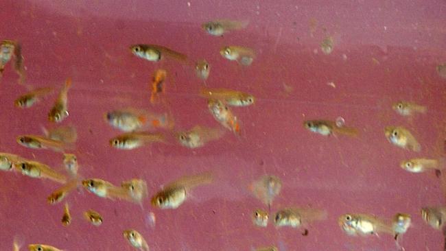 Guppies found in Racecourse creek in Fannie Bay ready for the guppie eradication program ........................Picture: JULIANNE OSBORNE