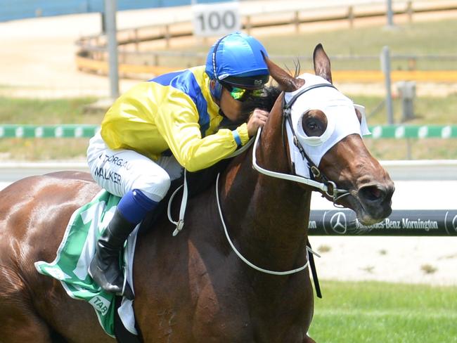 Safeeya ridden by Michael Walker wins the AFC - Peter & Lavella Darose Maiden Plate at Cranbourne Racecourse on December 13, 2020 in Cranbourne, Australia. (Ross Holburt/Racing Photos via Getty Images)