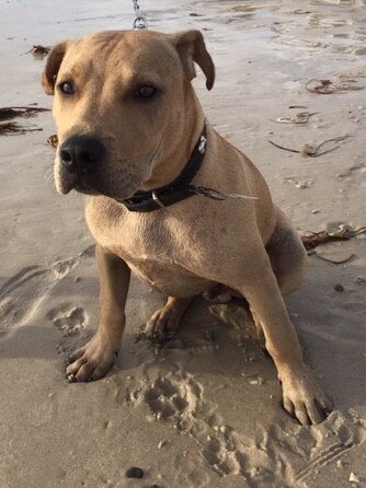 American Staffordshire Terrier Warlock, who was eight months old when he was killed by James Rech. Picture: RSPCA