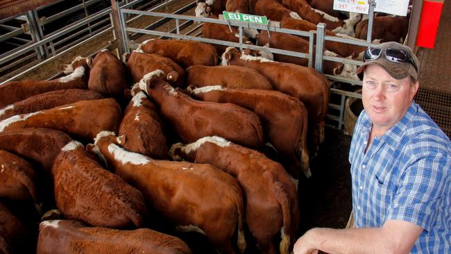 Hereford breeder John Craig, Inverell, with the lead of his 250 calves which sold to $2477 at Hamilton weaner sales.