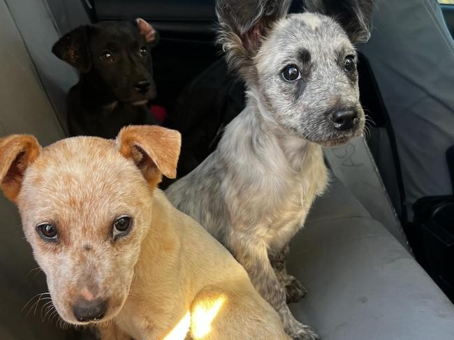 Northern Territory Police have located three out of the six missing puppies, allegedly stolen from the Alice Springs Animal Shelter in September 2024. Picture: Northern Territory Police