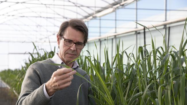 Professor Robert Park’s vision led to the creation of the Australian Cereal Rust Control Program, the only research program in the world that fully integrates pathology, genetics and pre-breeding. The centre collaborates with privately funded cereal breeding programs, ensuring the research directly benefits farmers.