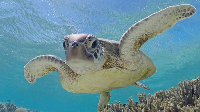 Known for celebrating Bundaberg turtles, the Milbi Festival will receive funding through the Palaszczuk Government’s Queensland Destination Events Program.