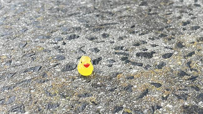 This little duck popped up on a Hastings letter box. Picture: supplied