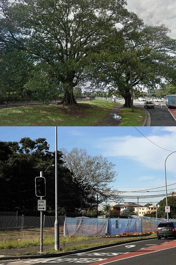 Before and after shots of trees on corner of Alison Rd and Anzac Pde, removed for light rail construction.