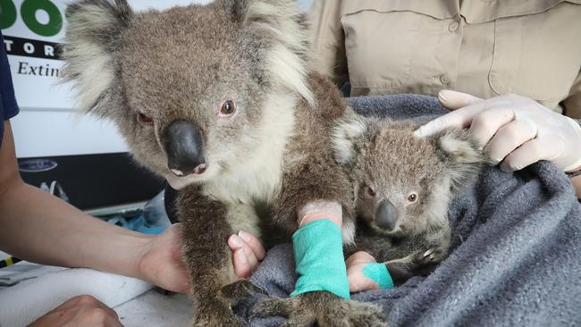 Tippy the Koala, with her baby named Jellybean were lucky to survive the East Gippsland bushfires. Picture: Alex Coppel.