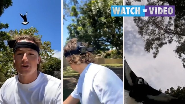 Cyclist captures GoPro footage of magpie swooping from behind