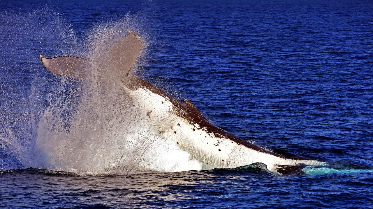 Majestic Whales On Show In Townsville 