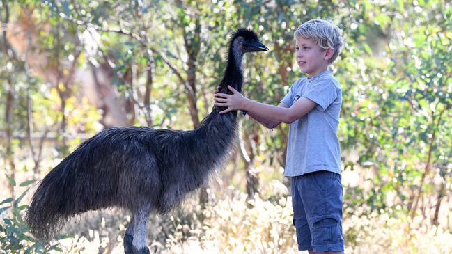 Felix Rosenberg, 9, with his pet emu Kiri at home in Birdwood. Picture: Tom Huntley