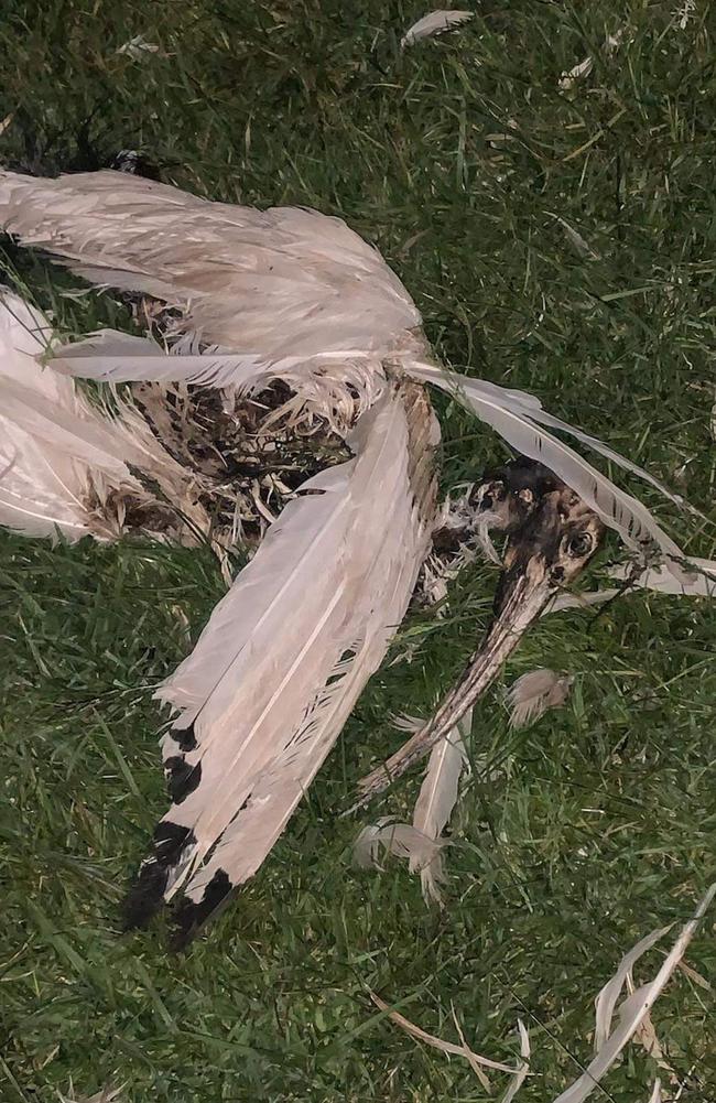 Dozens of birds were seen trying to fly from the island while on fire. Picture: Supplied