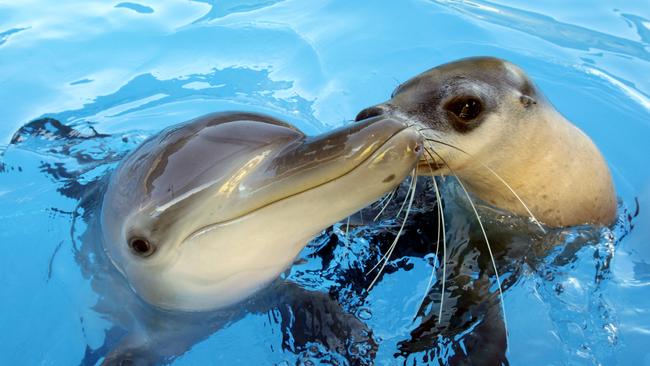 Flashback: Best of friends Jet the dolphin and Miri the seal play at the what was then known as the Pet Porpoise Pool at Coffs.