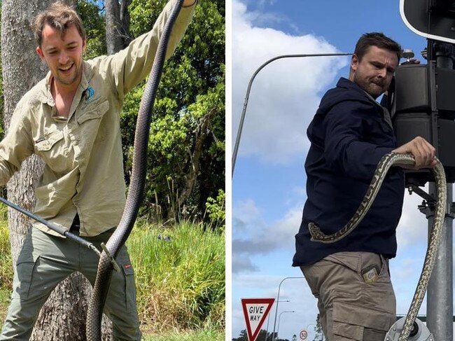 Watch: Aussie snake wranglers reveal their wildest catches